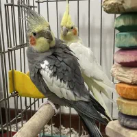 عروس هلندی با قفس وسایل