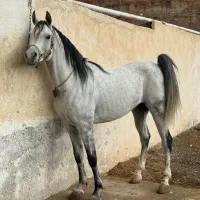 اسب دوسر عرب