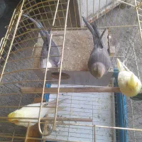 عروس هلندی