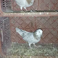 شازده هما|پرنده|زنجان, |دیوار
