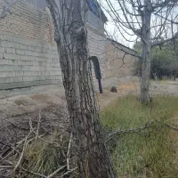 خریدار درخت خریدوبرش درختان|خدمات باغبانی و درختکاری|مشکین‌دشت, |دیوار