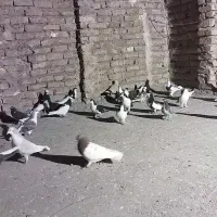 کفتر رنگی پرشی اس|پرنده|گلبهار, شهر جدید گلبهار|دیوار