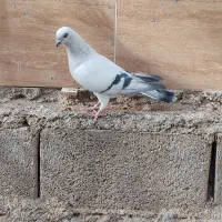 فروش شامی نر|پرنده|شیراز, درکی|دیوار