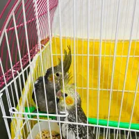 عروس هلندی|پرنده|گرگان, |دیوار