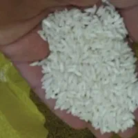 برنج عنبر بو محلی درجه یک|خوردنی و آشامیدنی|دورود, |دیوار