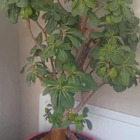 بنسای میخک هندی|گل و گیاه طبیعی|کرمان, |دیوار