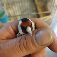 سهره بدونه قفس