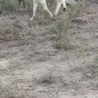 بز نر فروشی .تکه اصل پاکستانی