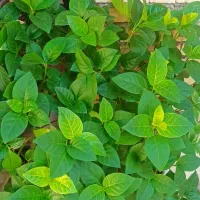 گل بزرگ باگلدون