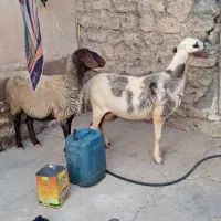 شیشک . گوسفند