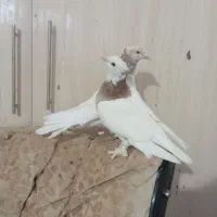 کفتر|پرنده|نصر آباد, |دیوار