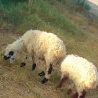 دوتا بره نروماده