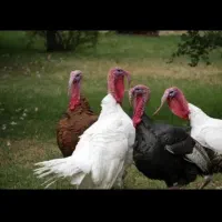 بوقلمو فروشی