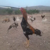 خروس|حیوانات مزرعه|گیلان غرب, |دیوار
