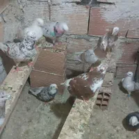 کبوتر سرور گنجه ای|پرنده|تهران, خاوران|دیوار