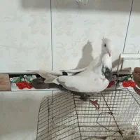 کبوتر طوقی و دمی|پرنده|یاسوج, |دیوار