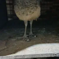 طاووس مصری|پرنده|کرمان, |دیوار