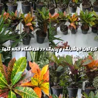 کروتون خوشرنگ و پربرگ در فروشگاه خانه گلها