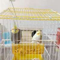 عروس هلندی جفت مولد