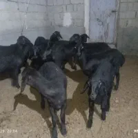 12راس طلای سیاه (ماده)