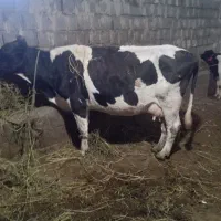 گاو جوان با گوساله نر تخمی