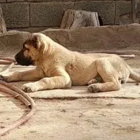 توله سرابی|سگ|بروجرد, |دیوار