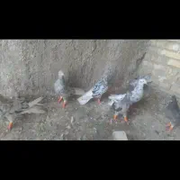 چنتا کوهی دم سفید خرمشهر هستن