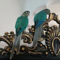 یه جفت گرنیچیک تراکوییس