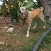 سگ افغان ۳ساله باکته کبود مادردخترهستن به علت ن|سگ|گرگان, |دیوار