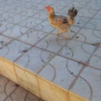 مرغ تخم گزار