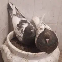 چند جفت کبوتر جفتگاه و تک درجه یک