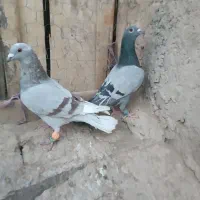 7تا کبوتر فروشی