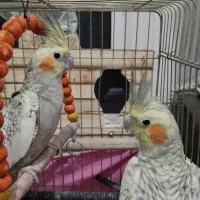 هلندی|پرنده|صفادشت, |دیوار