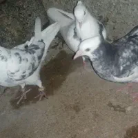 ۳عدد کبوتر خوب کاشانی 250 شازده 200 طوقی 250|پرنده|مسجد سلیمان, |دیوار