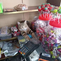 گربه dsh گمشده.مژدگانی|گربه|رودهن, |دیوار