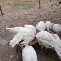 بوقلمون بیوتی ۶