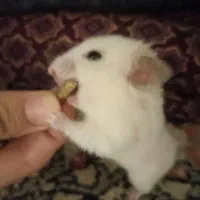 همستر موش موشی خرگوشی