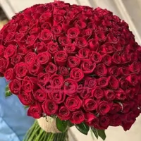 گل رز هلندی|گل و گیاه طبیعی|ماهدشت, |دیوار