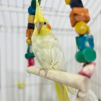 فروش عروس هلندی با قفس