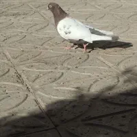 ماده سینه سرخ|پرنده|قائن, |دیوار