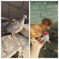 تخم نطفه دار و جوجه انواع پرنده