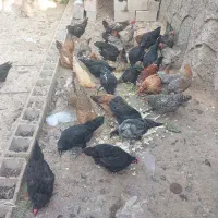 مرغ و خروس محلی|حیوانات مزرعه|شیراز, جوادیه|دیوار