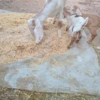 سلام گیسه  با دو کهره|حیوانات مزرعه|کرمان, |دیوار