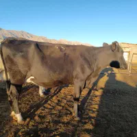 گاو شیری گوساله نر و ماده