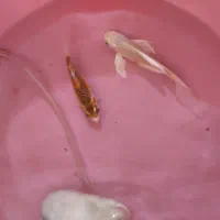 2 عدد کوی|ماهی|نجفآباد, یزدانشهر|دیوار