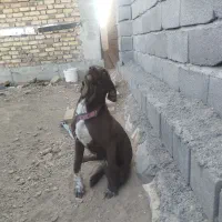 سگ  نر وماده نژاد ترکیبی پوینتر و دوبرمن|سگ|کرمانشاه, |دیوار