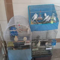 سه قفس پرنده جهت فروش