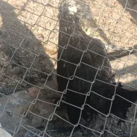 مرغ خروس|حیوانات مزرعه|مسجد سلیمان, |دیوار