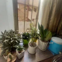 ۸۵ متری  طبقه اول پارکینک تراس ۲۰ متری تک واحدی|فروش آپارتمان|مشهد, مشکینی (شهرک غرب)|دیوار