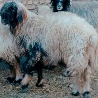 میش قوچ بره